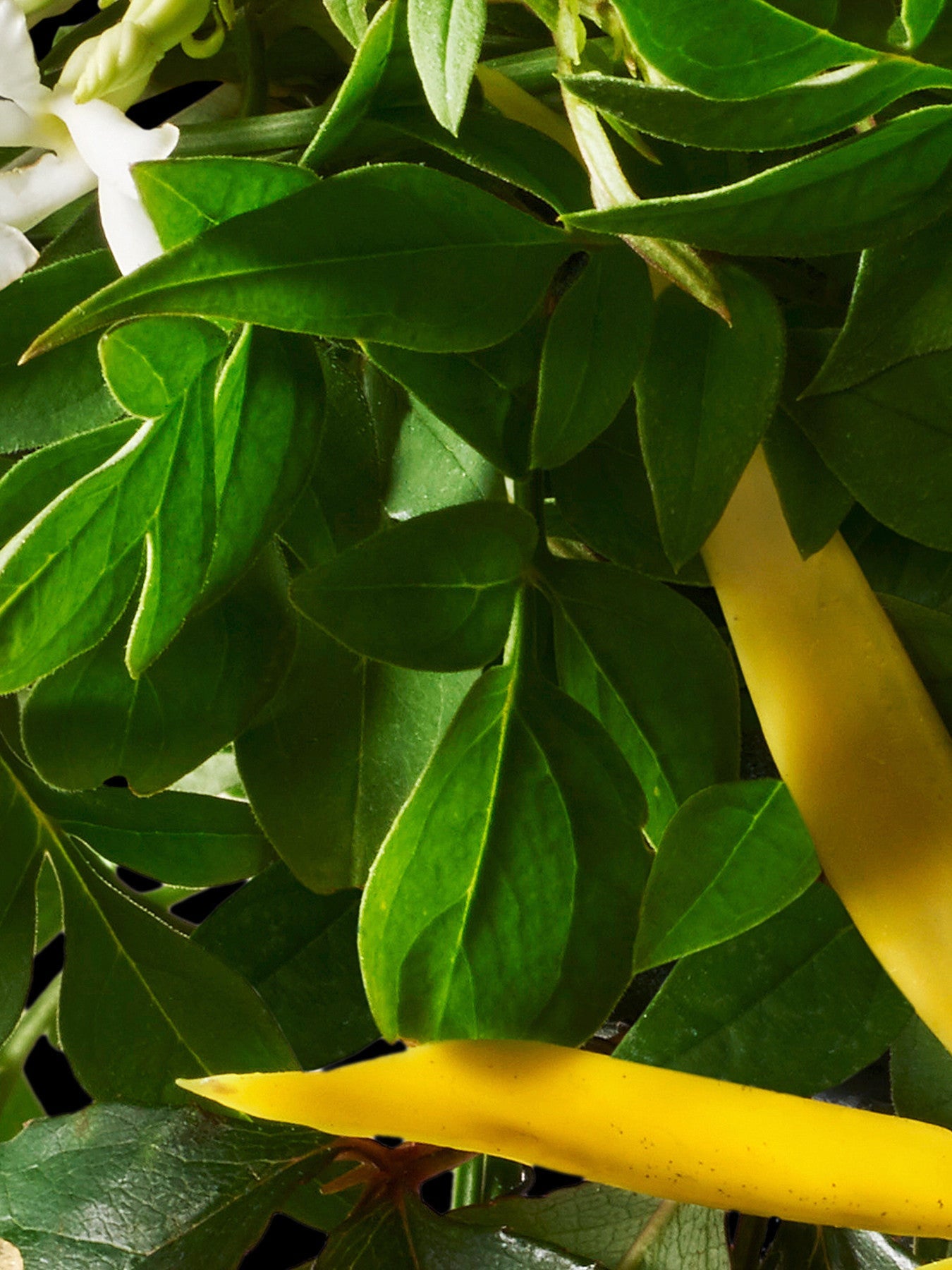 Relaxing Ylang-Ylang Bath Shower Gel