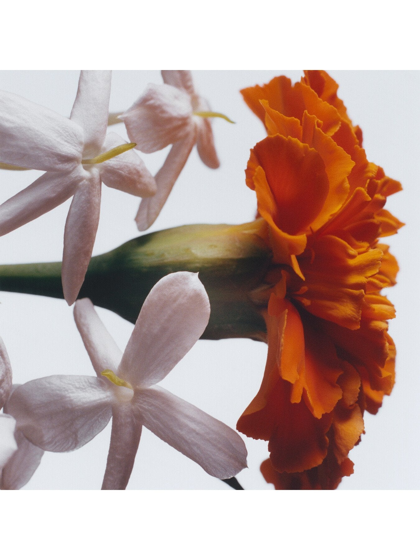 Jasmine Sambac & Marigold Home Candle